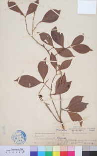 Specimen thumbnail